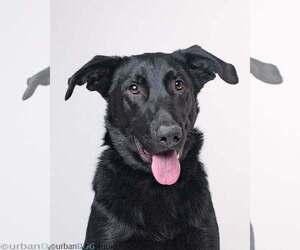 Labrador Retriever-Unknown Mix Dogs for adoption in Tampa, FL, USA
