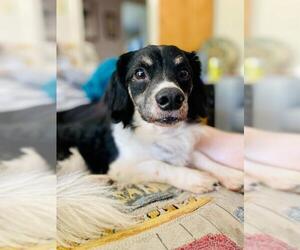 Chiweenie Dogs for adoption in Gulfport, MI, USA