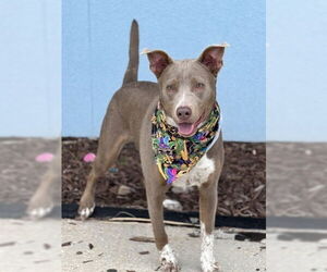 American Pit Bull Terrier-Unknown Mix Dogs for adoption in Oakhurst, NJ, USA