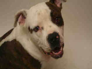 American Bulldog Dogs for adoption in Modesto, CA, USA