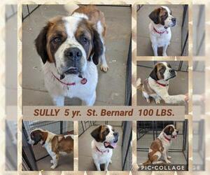 Saint Bernard Dogs for adoption in Mesa, AZ, USA