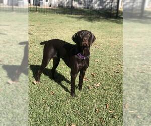 German Shorthaired Pointer Dogs for adoption in Fort Worth, TX, USA