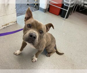 Mutt Dogs for adoption in San Bernardino, CA, USA