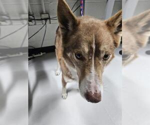 Siberian Husky Dogs for adoption in Temple, TX, USA