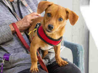 Chiweenie Dogs for adoption in Santa Rosa, CA, USA