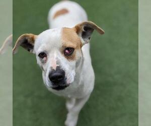 Dachshund Dogs for adoption in Tempe, AZ, USA