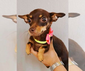 Chihuahua Dogs for adoption in San Diego, CA, USA