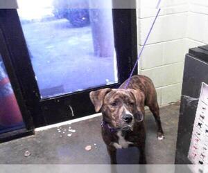 Plott Hound Dogs for adoption in Tulsa, OK, USA