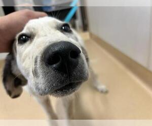 Great Pyrenees-Unknown Mix Dogs for adoption in Placerville, CA, USA