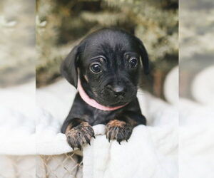Chi-Poo (Miniature) Dogs for adoption in Corona, CA, USA