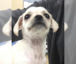 Chihuahua Dogs for adoption in Riverside, CA, USA