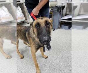 German Shepherd Dog-Unknown Mix Dogs for adoption in Naples, FL, USA