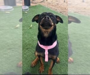 Rottweiler Dogs for adoption in HESPERIA, CA, USA