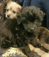 Poodle (Toy) Dogs for adoption in Woodland, CA, USA