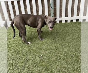 American Pit Bull Terrier Dogs for adoption in Modesto, CA, USA