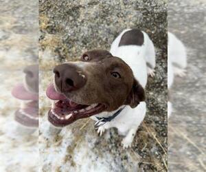 German Shorthaired Pointer-Huskies Mix Dogs for adoption in Fairbanks, AK, USA