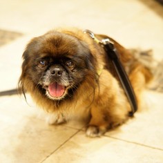 Pekingese Dogs for adoption in Bealeton, VA, USA