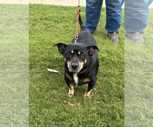 Dachshund Dogs for adoption in Claremore, OK, USA