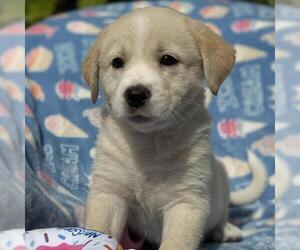 Borador Dogs for adoption in San Diego, CA, USA