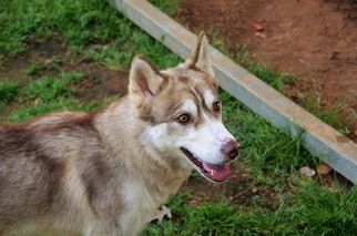 Siberian Husky Dogs for adoption in Athens, AL, USA