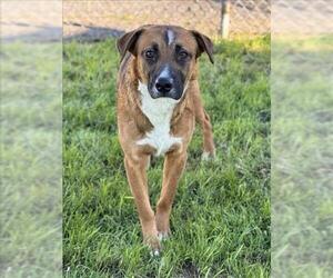 Boxer-Unknown Mix Dogs for adoption in Conroe, TX, USA