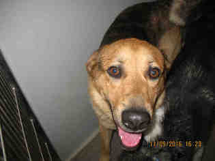 Shepradors Dogs for adoption in Lathrop, CA, USA