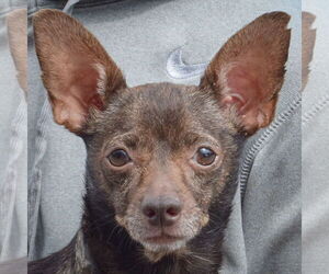 Chiweenie Dogs for adoption in Huntley, IL, USA