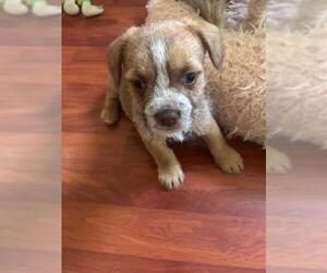 French Bulldog-Unknown Mix Dogs for adoption in Plantation, FL, USA