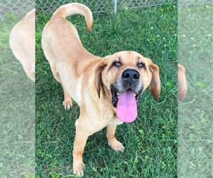 Bloodhound Dogs for adoption in Johnson City, TN, USA