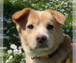 Pembroke Welsh Corgi-Unknown Mix Dogs for adoption in San Ramon, CA, USA