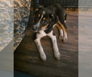 Mutt Dogs for adoption in New London, WI, USA