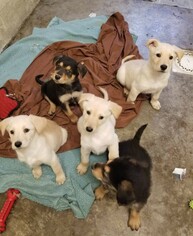 Labradoodle Dogs for adoption in Woodbridge, VA, USA