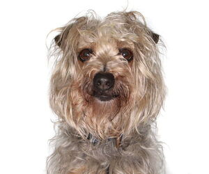 Dachshund-Unknown Mix Dogs for adoption in Oakland Park, FL, USA