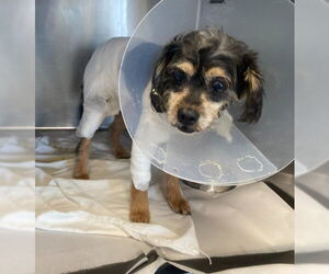 Cocker Spaniel-Unknown Mix Dogs for adoption in San Antonio, TX, USA