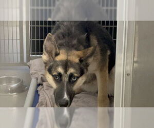 German Shepherd Dog-Unknown Mix Dogs for adoption in Las Vegas, NV, USA