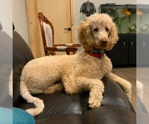 Labradoodle Dogs for adoption in Bowmanville, Ontario, Canada