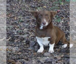 Cardigan Welsh Corgi Dogs for adoption in Riverwoods, IL, USA