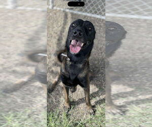 German Shepherd Dog Dogs for adoption in Kankakee, IL, USA