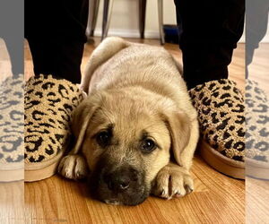 Labrador Retriever-Unknown Mix Dogs for adoption in Claremore, OK, USA