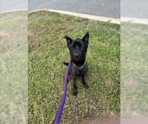 German Shepherd Dog-Unknown Mix Dogs for adoption in Derwood, MD, USA