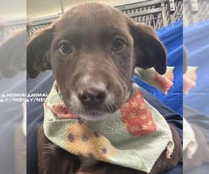 Labrador Retriever-Unknown Mix Dogs for adoption in Visalia, CA, USA