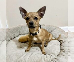 Chihuahua-Unknown Mix Dogs for adoption in Spring Lake, NC, USA