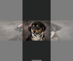 Australian Shepherd-Unknown Mix Dogs for adoption in Charleston , WV, USA