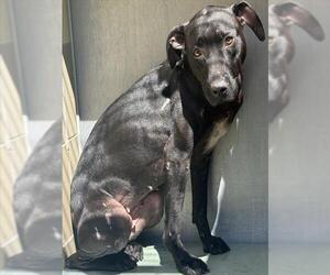 American Pit Bull Terrier Dogs for adoption in Riverside, CA, USA