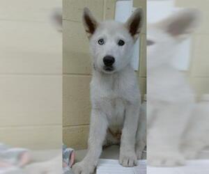 Siberian Husky Dogs for adoption in Downey, CA, USA