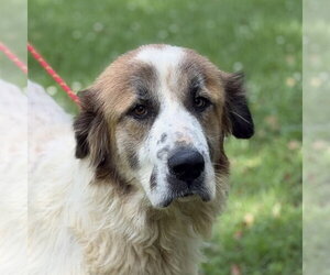 Great Pyrenees Dogs for adoption in Yardley, PA, USA