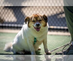 Pembroke Welsh Corgi-Pug Mix Dogs for adoption in Agoura Hills, CA, USA