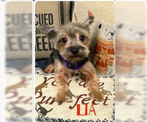 Mutt Dogs for adoption in Ellijay, GA, USA