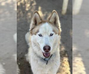 - Mix Dogs for adoption in Santa Barbara, CA, USA