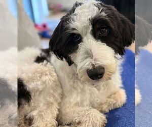 Bernese Mountain Dog-Unknown Mix Dogs for adoption in Valrico, FL, USA